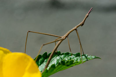 Close-up of insect on plant