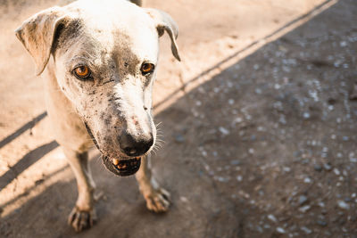 Close-up portrait of a dog