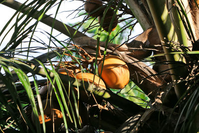 Low angle view of orange on tree