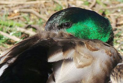 Close-up of an animal