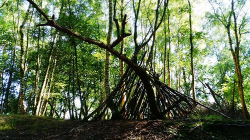 Low angle view of trees