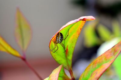 Close-up of butterfly on leaf