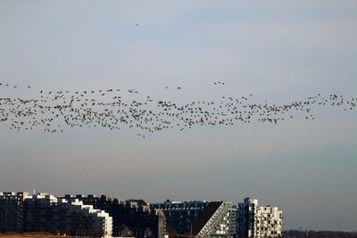 Giant flock of geese circling over oerestad in copenhagen.