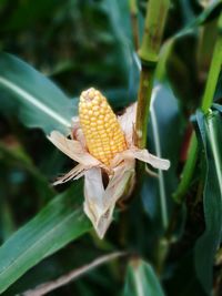 Close-up of plant