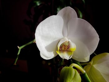 Close-up of white orchid against black background