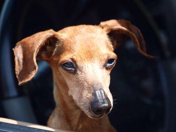 Close-up portrait of a dog