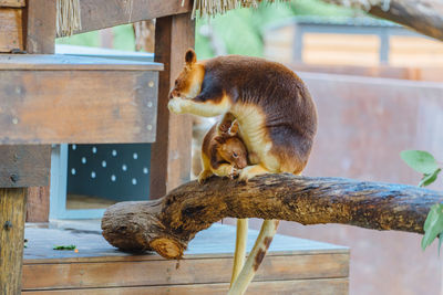 Side view of giraffe sitting on tree