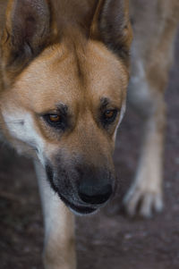 Close-up portrait of dog on field