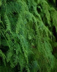 Full frame shot of pine tree