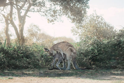 Deer standing in a field