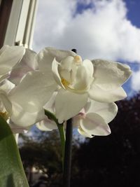 Close-up of white flowers blooming against sky