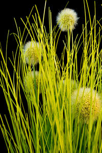 Close-up of dandelion on grass