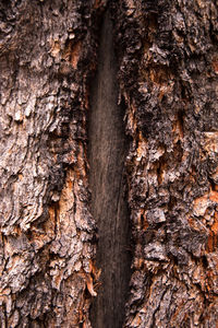 Close-up of tree trunk