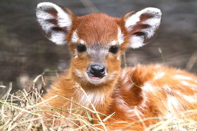 Close-up portrait of deer