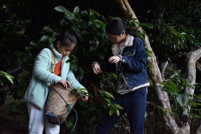 Girls harvesting fruits from tree at farm