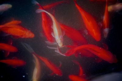 Close-up of koi carps swimming in water