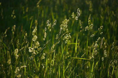 Close-up of fresh green grass in field