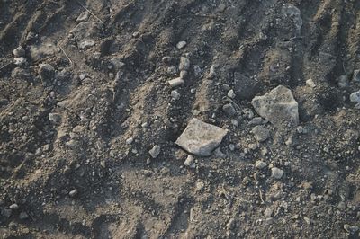 Close-up of dried leaf on the ground