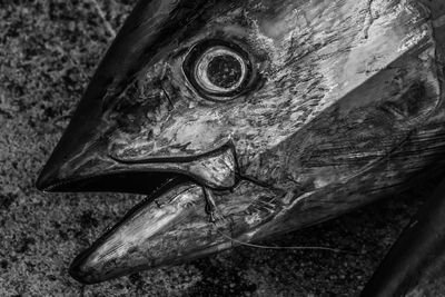 Close-up of dead animal