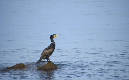 Close-up of bird in lake