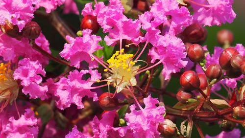 Close-up of pink flowering plants