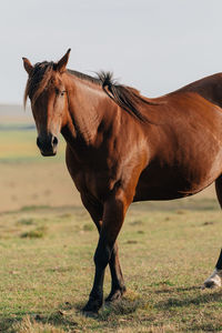 Horse standing on field