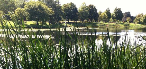 Reflection of trees in water