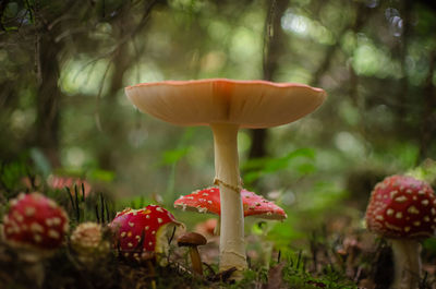Close-up of mushroom growing on field