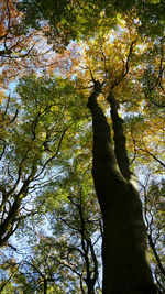 Low angle view of trees in forest against sky