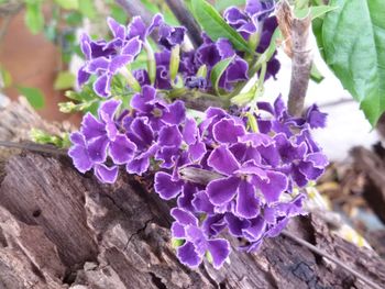 Close-up of purple flowers
