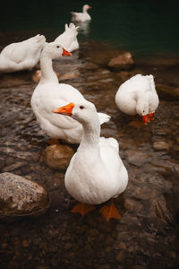 Close-up of swans swimming in lake