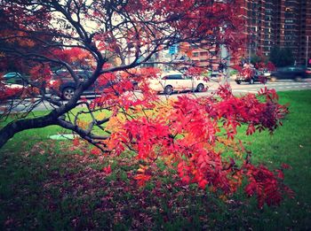 Flowers growing on tree