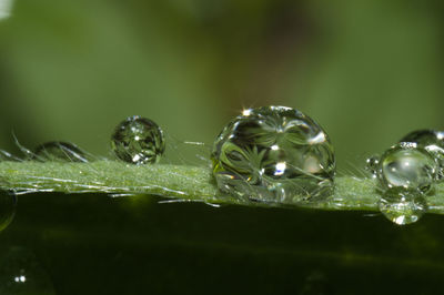 Close-up of water drop on leaf