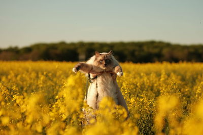 Ragdoll cat on oilseed field 