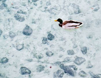 High angle view of duck swimming in lake during winter