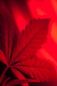 Close-up of red maple leaves
