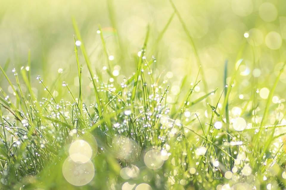 growth, freshness, plant, nature, close-up, water, beauty in nature, drop, selective focus, fragility, green color, grass, focus on foreground, wet, dew, tranquility, field, growing, day, blade of grass