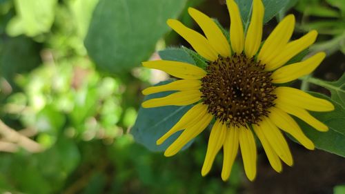 Close-up of yellow flower