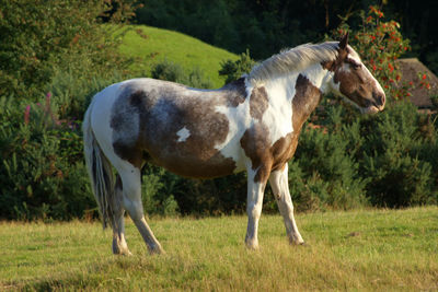 Horse standing on field