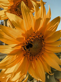 Close-up of honey bee on sunflower