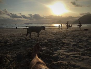 Horses on beach at sunset