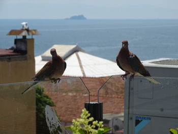 bird