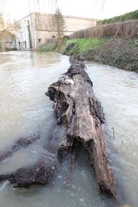 Trees in water