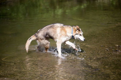 Dog running on wet lake