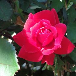 Close-up of pink rose