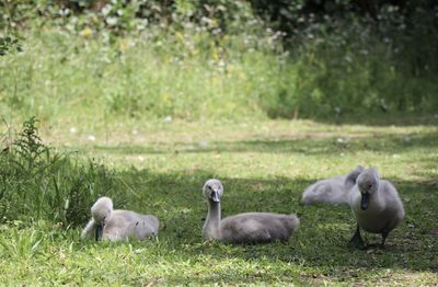 Sheep in a field