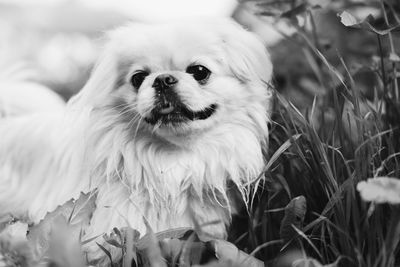 Close-up portrait of a dog on field