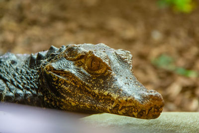 Close-up of a crocodile 