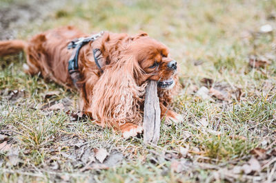 Close-up of a dog on field