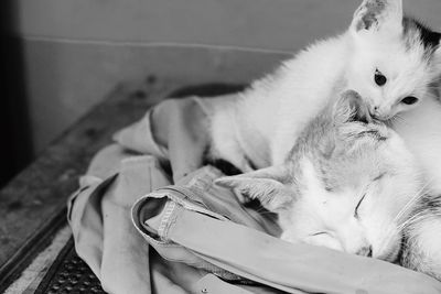 Cat sleeping on tiled floor